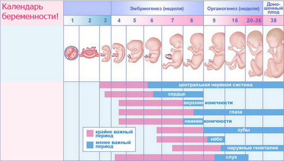 Ведение беременности (календарь) в Киеве