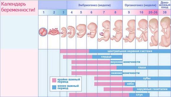 Ведение беременности (календарь) в Киеве